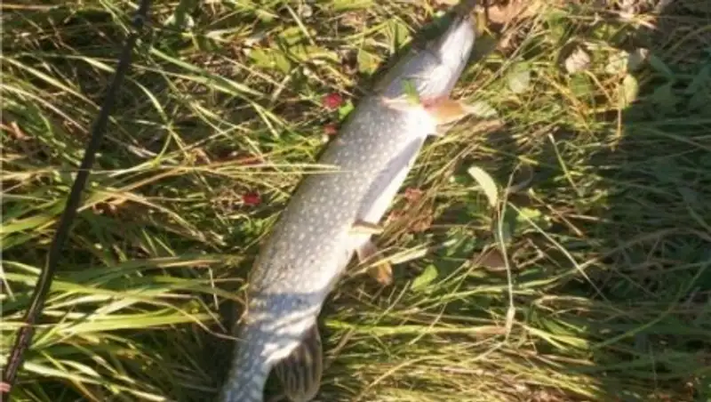 Павлодар облысында балы&#1179; аулау ережесін б&#1201;з&#1171;ан азамат 10 мы&#1187; те&#1187;ге айыпп&#1201;л т&#1257;лейді