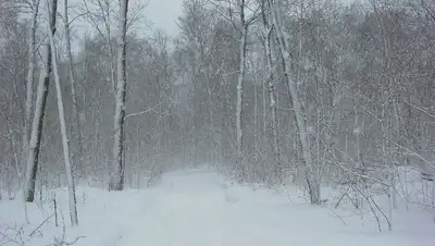 снег, метель , фото - Новости Zakon.kz от 31.01.2022 11:22