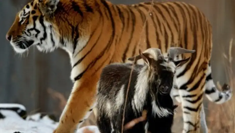 В сафари-парке разлучили сдружившихся тигра и козла, хищник ревел