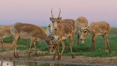 Регулировать численность сайги начали в Акмолинской области , фото - Новости Zakon.kz от 12.10.2023 04:24