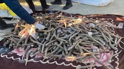 Рога сайги на миллиард тенге изъяли у браконьеров в Мангистау