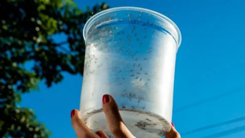 В Бразилии создают генетически модифицированных комаров