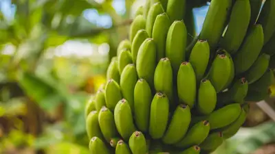 В Казахстане впервые начали выращивать бананы в промышленных масштабах, фото - Новости Zakon.kz от 14.08.2023 10:24