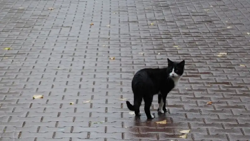 Кошка в Семее, фото - Новости Zakon.kz от 25.09.2022 16:40
