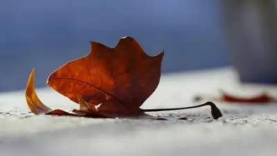 pixabay.com, фото - Новости Zakon.kz от 18.10.2019 15:16