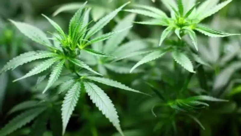 В Кызылорде выявлено 76 наркопосевов с начала создания подразделения «Дельта-Сырдария»