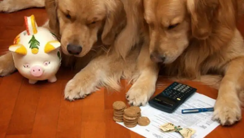 Власти Алматы пока не будут облагать налогом домашних животных