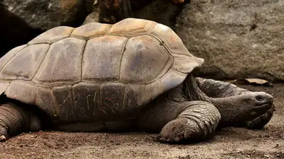 Самой старой черепахе в мире исполнилось 190 лет, фото - Новости Zakon.kz от 04.12.2022 17:38