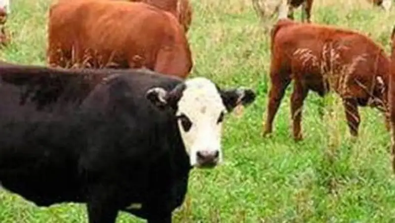 В СКО за 3 месяца произведено свыше 23 тыс тонн мяса