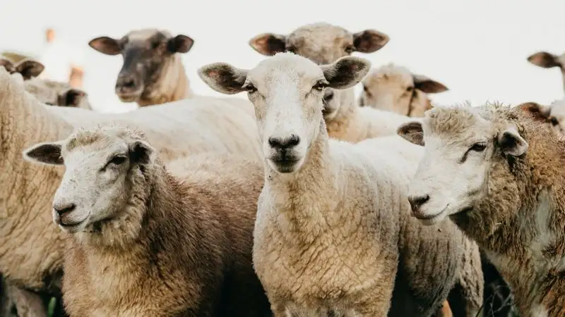 Места для жертвоприношения определили в Жетысуской области