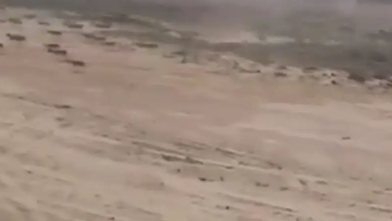 В Кызылординской области машинисты поезда пытались сбить сайгаков