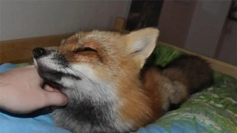 Домашняя лиса Викси 