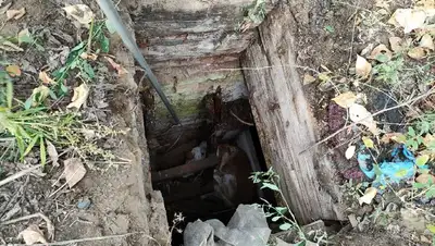 животное в яме, фото - Новости Zakon.kz от 13.08.2022 10:22