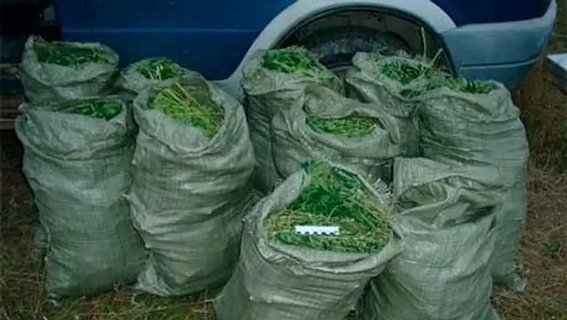 Жителя Капшагая, накосившего 10 мешков марихуаны, задержали полицейские