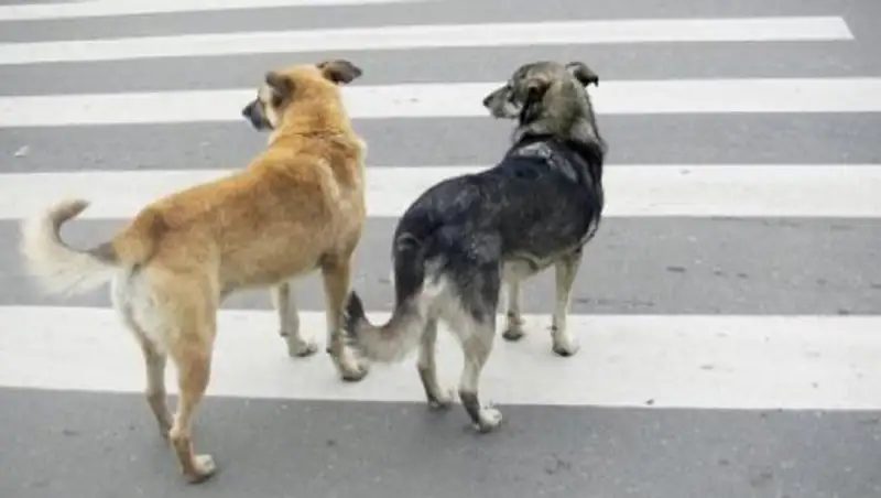 В Атырау водитель, сбивший собаку, заплатит штраф ее хозяйке