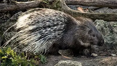 животное, фото - Новости Zakon.kz от 16.04.2023 23:38