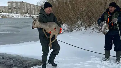 помощь животному, фото - Новости Zakon.kz от 17.04.2023 18:43