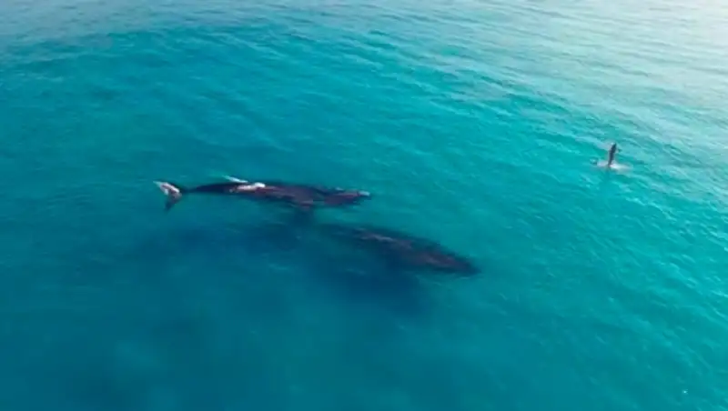 Видео с китами стало хитом в Сети