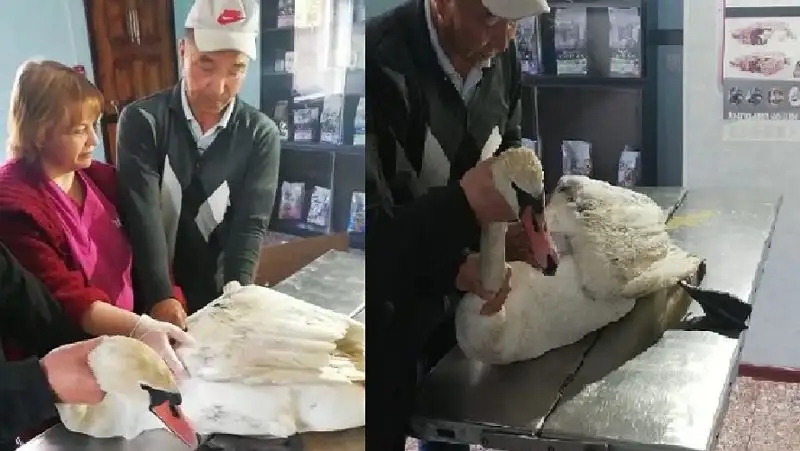 Травмированного лебедя приютили в селе Павлодарском