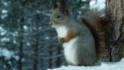 LentaChel.ru, фото - Новости Zakon.kz от 17.04.2019 12:07