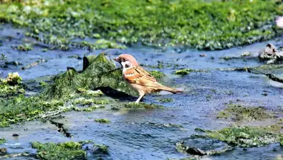 pixabay.com, фото - Новости Zakon.kz от 18.03.2019 21:59