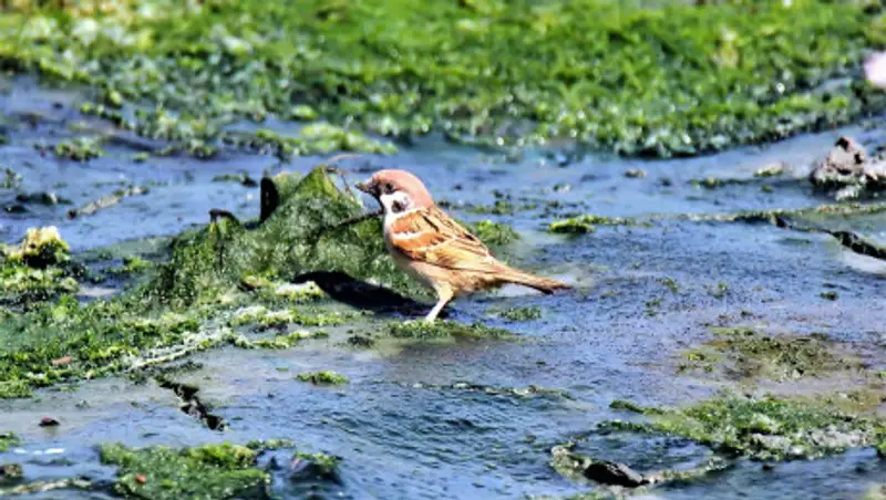 В ВКО акимат поселка дал фермеру непригодную землю