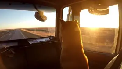 Кадр из видео, фото - Новости Zakon.kz от 27.11.2017 12:33