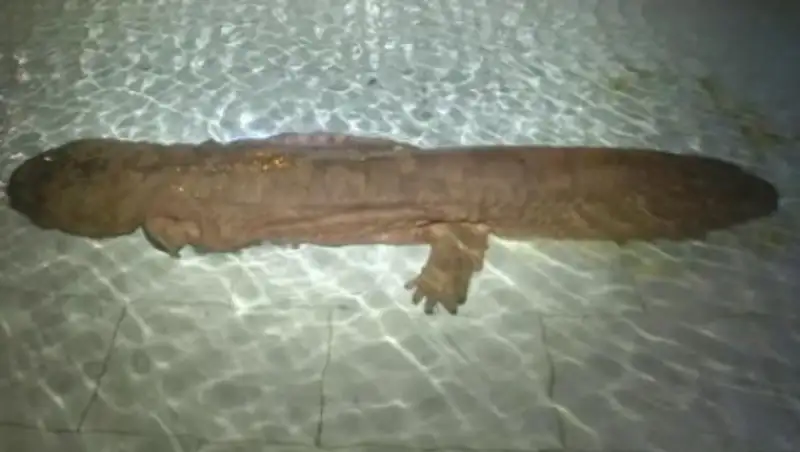 В Китае обнаружили исполинскую саламандру