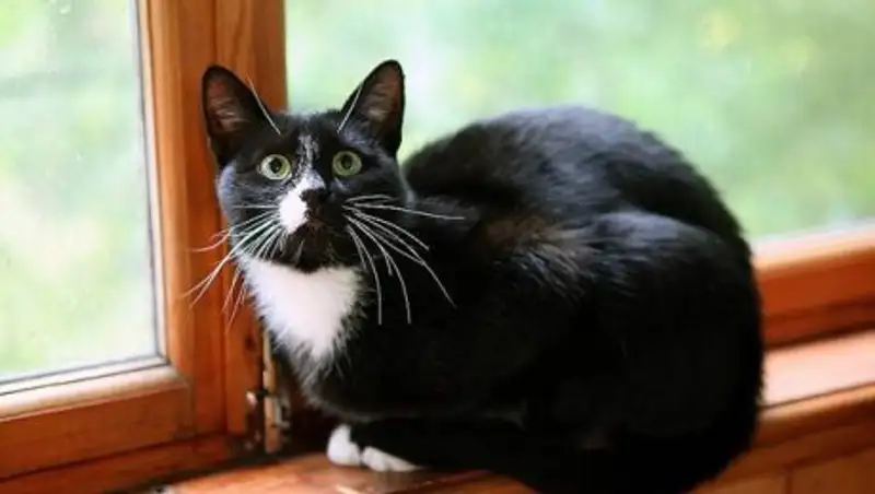 Американец получил 16 лет тюрьмы за убийство 21 кошки