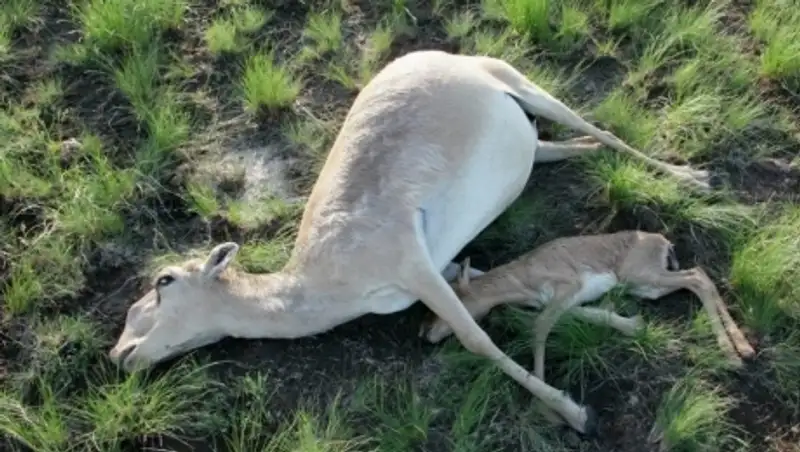 На изучение причин падежа сайгаков в Казахстане направят 350 млн тг