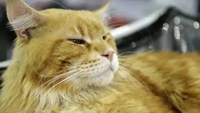 Фото © РИА Новости / Владимир Песня, фото - Новости Zakon.kz от 19.01.2018 21:34