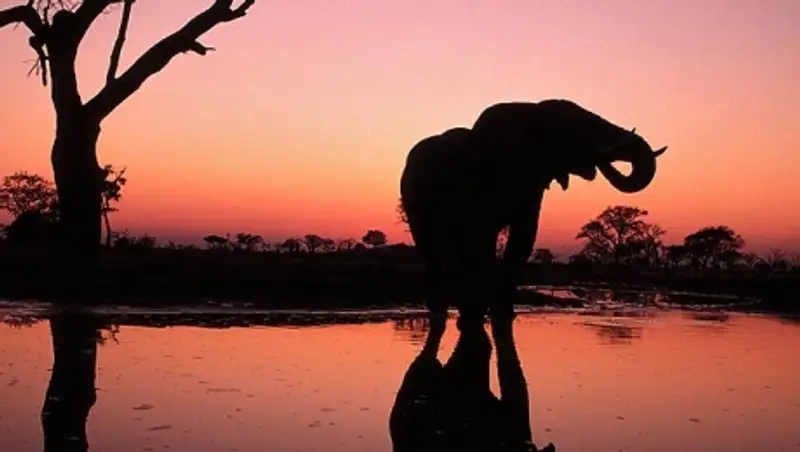 Крупнейший слон убит в национальном парке в Зимбабве