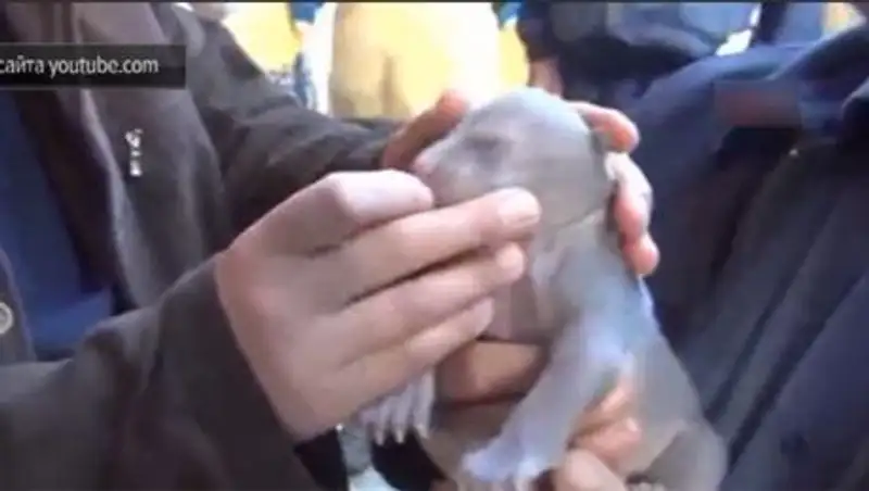 Умирающего новорожденного медвежонка нашли на дороге и вернули к жизни  