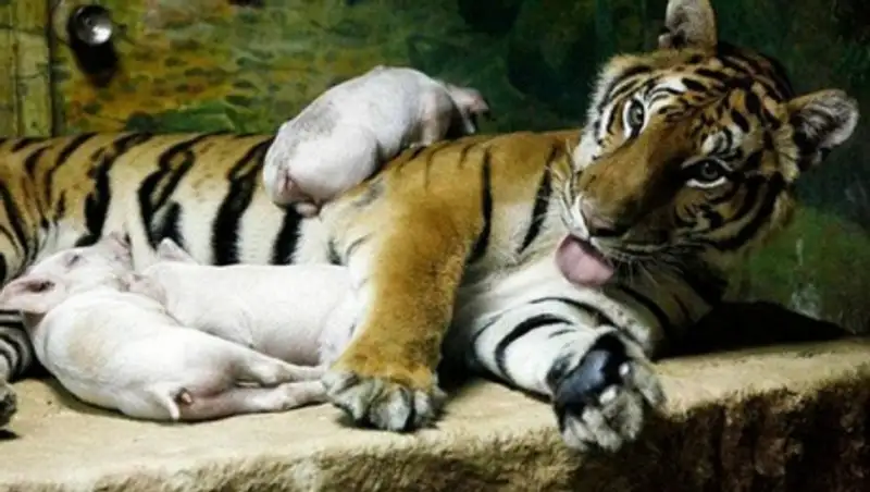 Моя заботливая мама: усыновление в мире животных