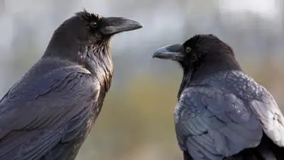 Bigpicture, фото - Новости Zakon.kz от 23.06.2019 12:34