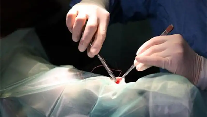 В Челябинске спасли бездомного кота с пулей в голове