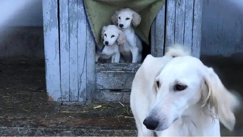 Казахская порода тазы находится под угрозой исчезновения