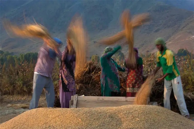 Урожай 2013, фото - Новости Zakon.kz от 07.11.2013 19:46