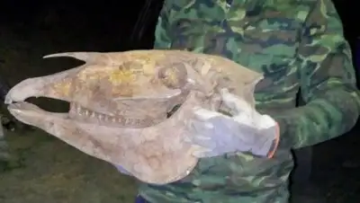 Zakon.kz, фото - Новости Zakon.kz от 12.05.2017 14:54