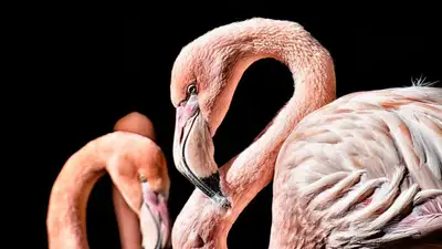 фламинго видео Мангистау, фото - Новости Zakon.kz от 21.09.2023 11:35