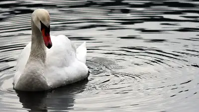 В Ботанический сад Алматы вернулись лебеди, фото - Новости Zakon.kz от 27.03.2023 13:20