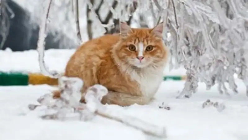 Осадки, метель и туман ждут казахстанцев в четверг