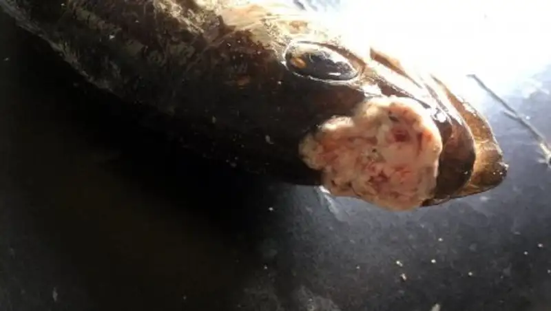 Рыбакам Актау стала часто попадаться опасно зараженная рыба