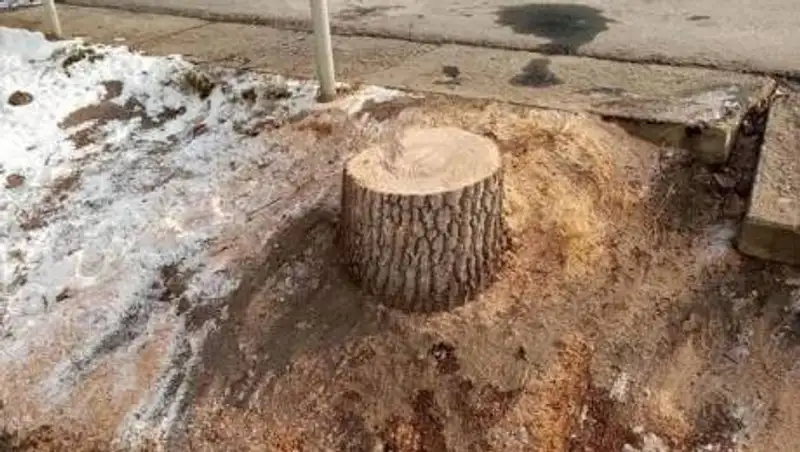 Как производится вырубка деревьев в населенном пункте