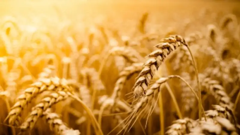 В Жамбылской области увеличивают площади под зерновые озимые культуры