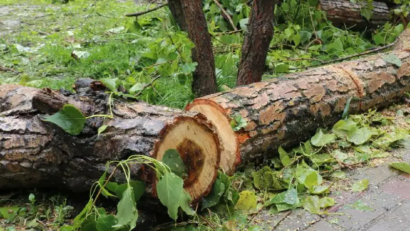 Женщину придавило деревом во время урагана в Карагандинской области