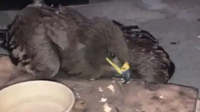 приют помощи животным, фото - Новости Zakon.kz от 12.11.2021 16:26