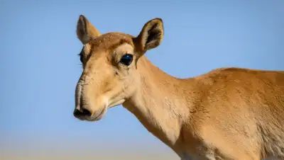 Web-Zoopark.Ru, фото - Новости Zakon.kz от 04.04.2019 13:50