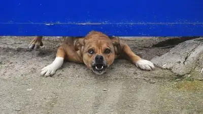 pixabay, фото - Новости Zakon.kz от 31.10.2021 00:42