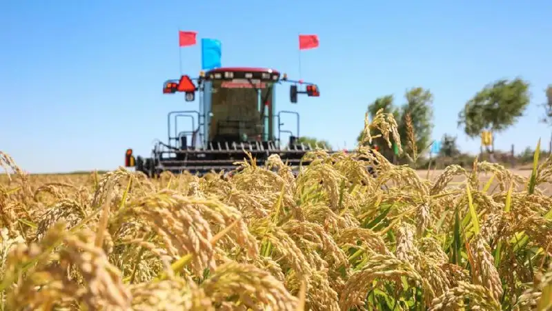 Уборочная кампания стартовала в Кызылординской области